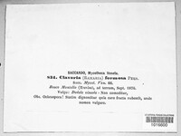 Image Associated With the Occurence